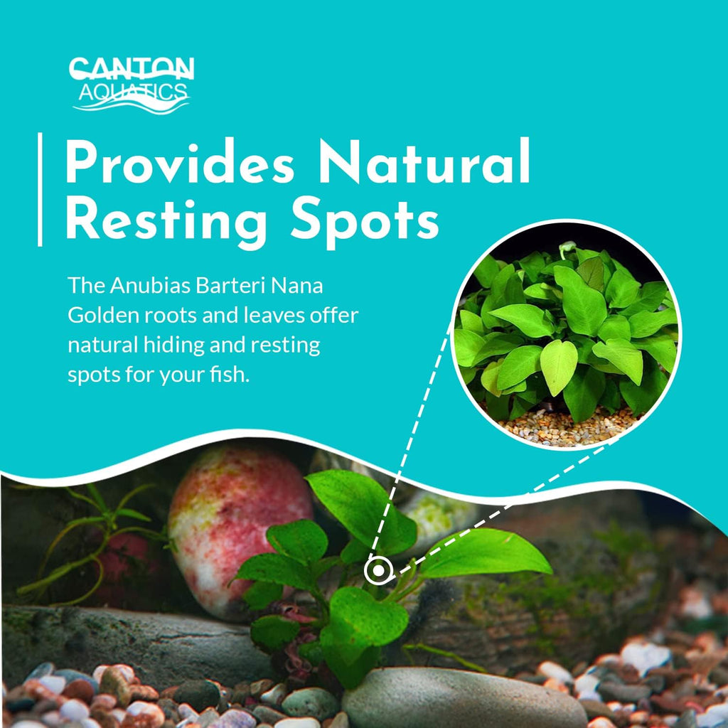 Aquarium Anubias Barteri Nana Golden - Absorb Excess Pollutants & Nitrates - All Natural & Organic Fish Resting Spots - Golden Yellow Aquatic Plants - Small