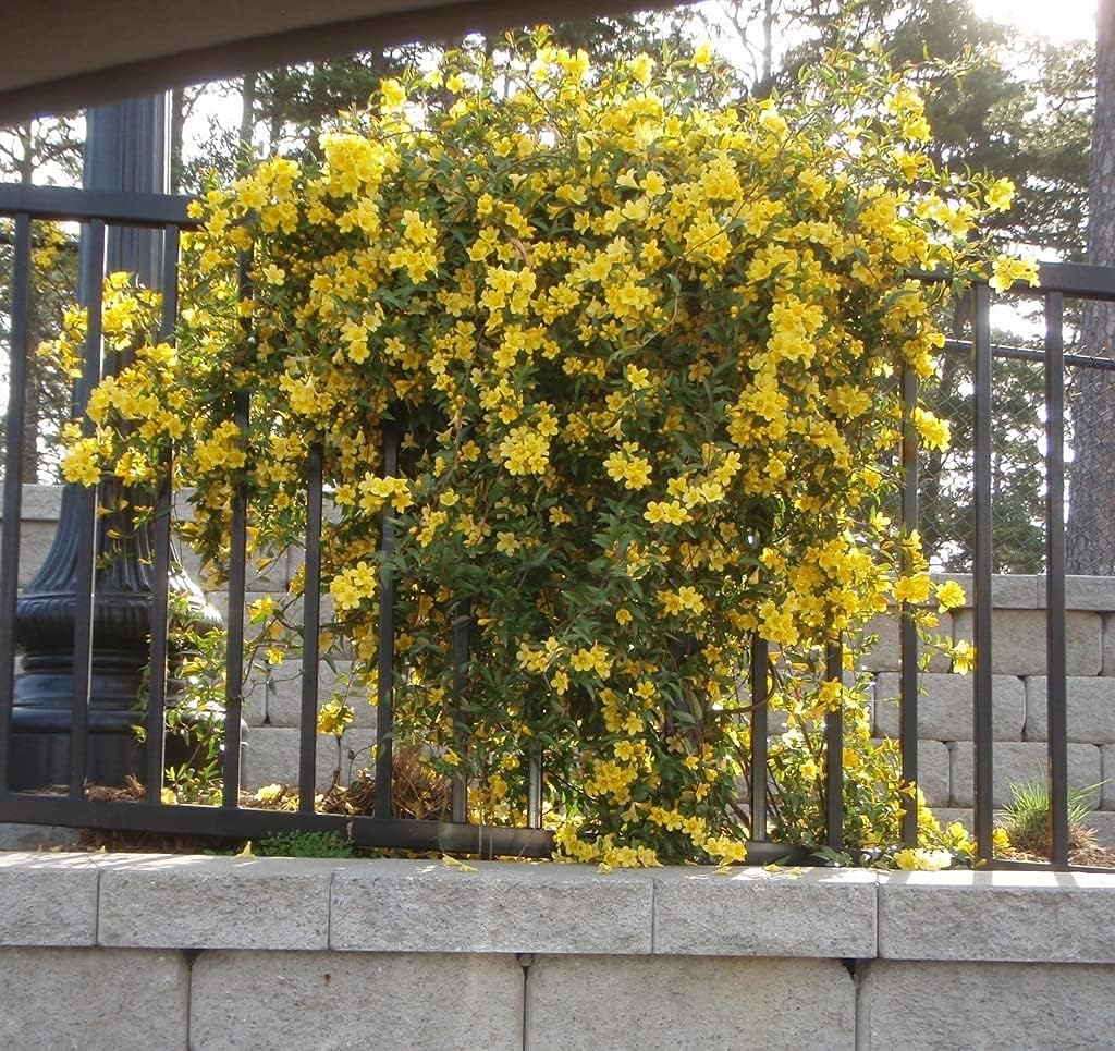 Carolina Jasmine | 3 Large Gallon Size Plant | Gelsemium Sempervirens | Fragrant Yellow Blooms, Evergreen Vine, Low Maintenance, Fast Growing, Climbing, Attracts Pollinators, Garden Trellis