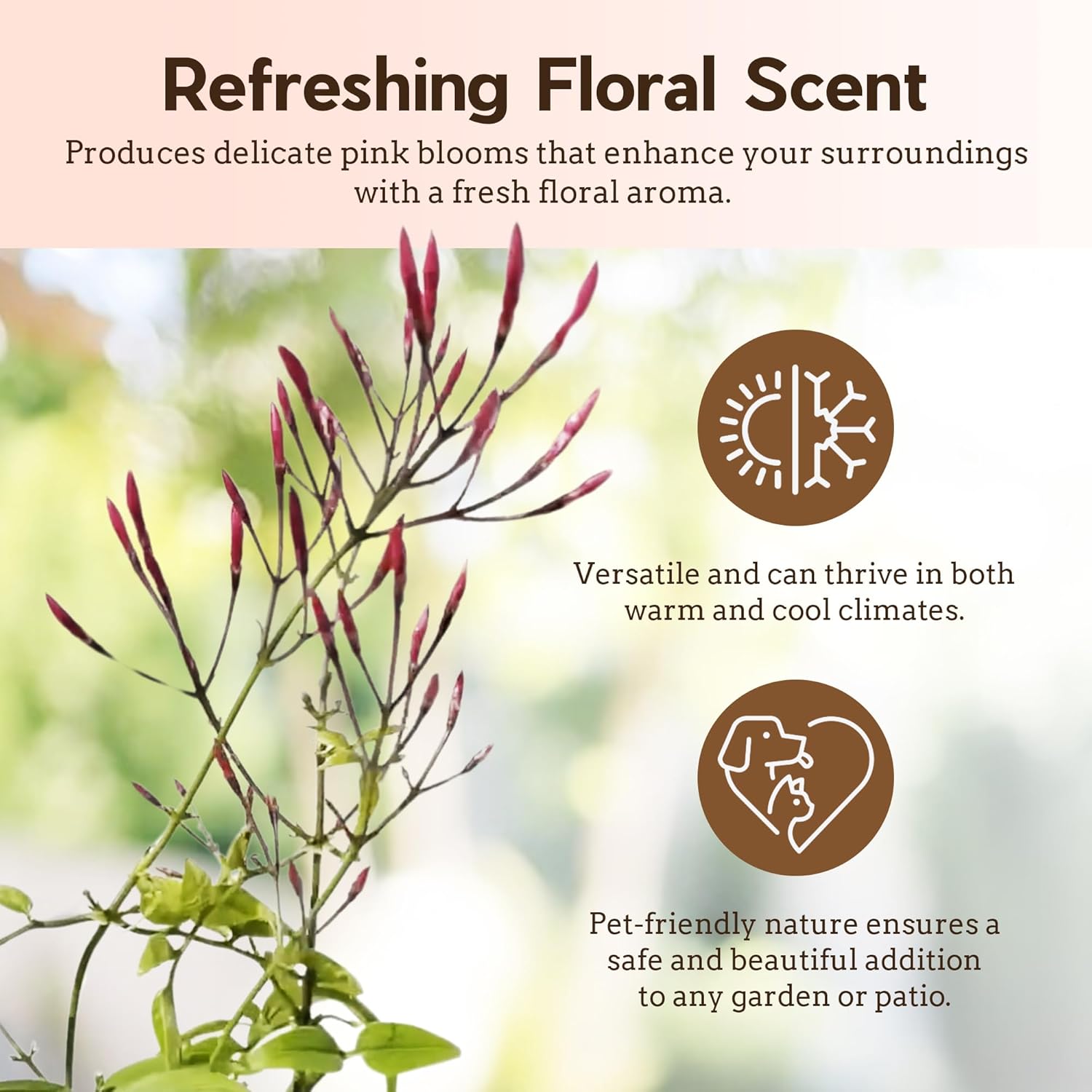 Generic Mini Pink Jasmine Vine, Fragrant and Live Houseplant, 2 Inch Pot, Jasminum Polyanthum (5)