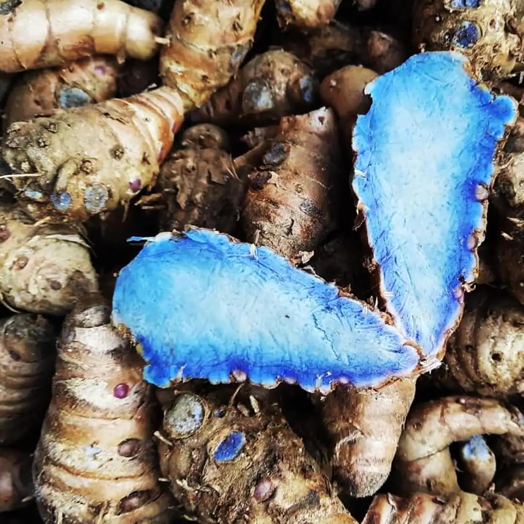 Premium Live Black Turmeric (Curcuma caesia) Plants - Rare Herbal Medicinal Plant, Perfect for Home Gardens (4 Black Turmeric Cups)