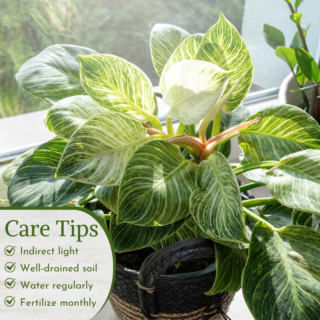 Philodendron Plant Live Exclusive Collection (4-Pack) – Rare Birkin, Gloriosum, Pink Princess & White Wizard in 2" Pot; Easy Care Indoor Plants Live Houseplants Decor for Home/Office/Garden