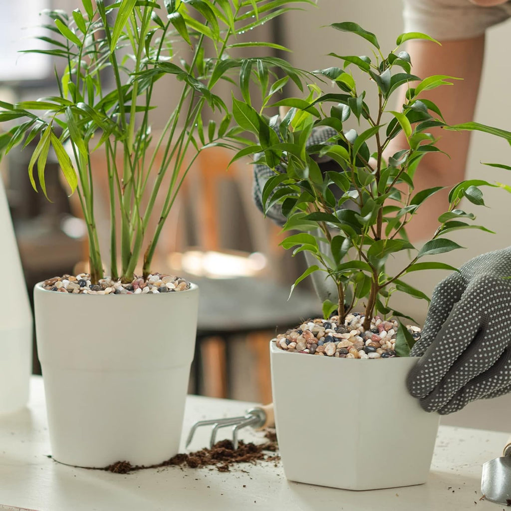 GASPRO 10 Pound Pebbles for Indoor Plants, 3/8 Inch Decorative Rocks for Vase, Succulents, Landscaping, Garden, Highly Polished, Mixed Color