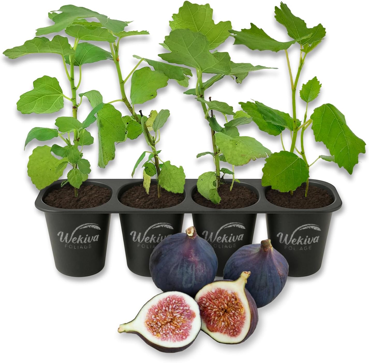 Magnolia Fig Tree - 4 Live Starter Plants - Ficus Carica - Edible Fruit Tree for The Patio and Garden