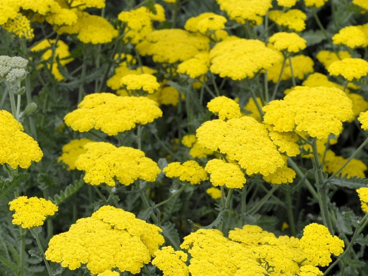 Greenwood Nursery: Live Perennial Plants - Achillea 'Moonshine' Yarrow - [Qty: 5X Pint Pots] - (Click for Other Available Plants/Quantities)