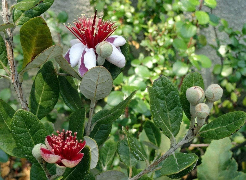 Pineapple Guava Plant - 12 Live 4 Inch Plants - Feijoa Sellowiana - Edible Flowers and Fruit