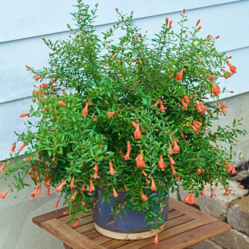 Live Dwarf Pomegranate Plant (Punica Granatum) - Compact, Ornamental Fruit Bearing Shrub, Indoor/Outdoor (4 pom-Dwarf sacs)