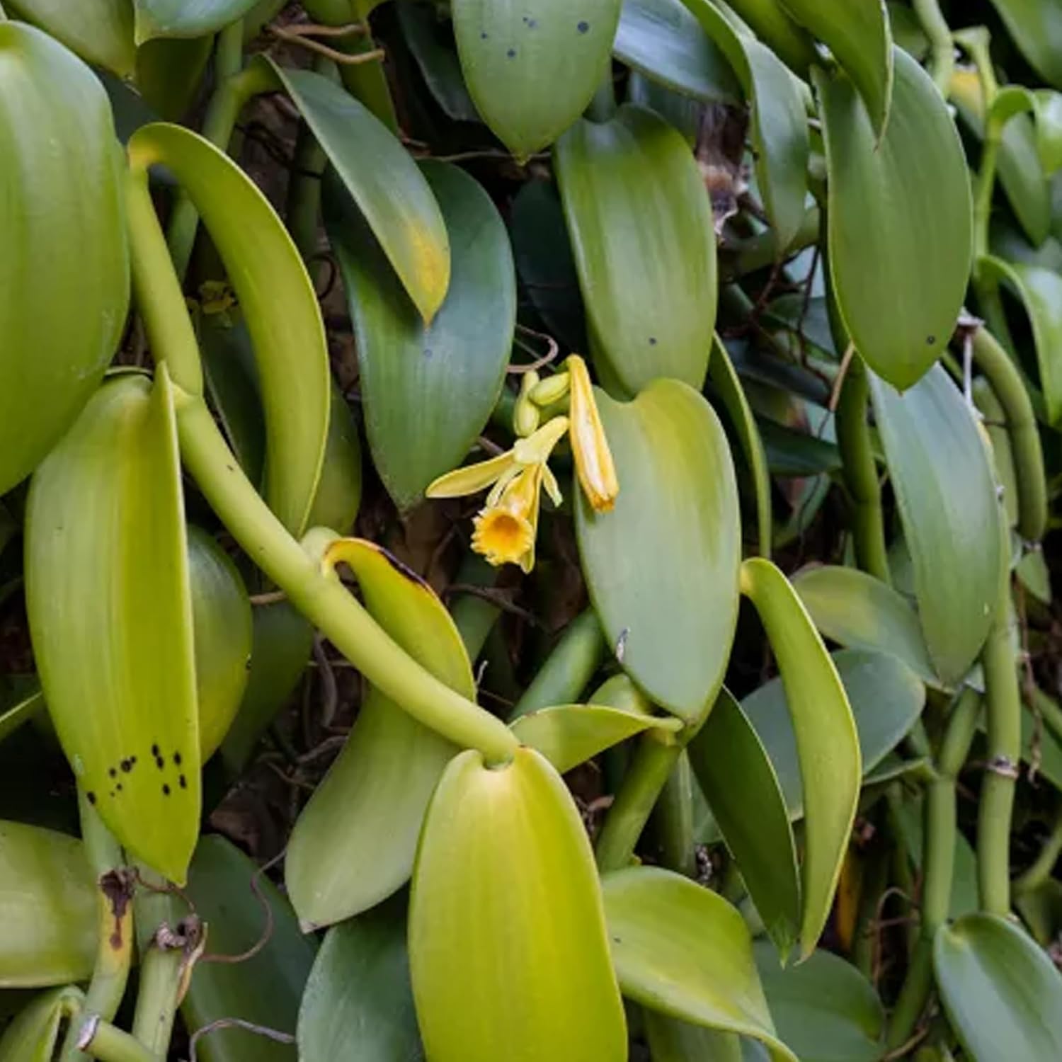 Vanilla Bean Plant - Live Starter Plant - Vanilla Planifolia - Exotic Vining Orchid for Home and Tropical Garden