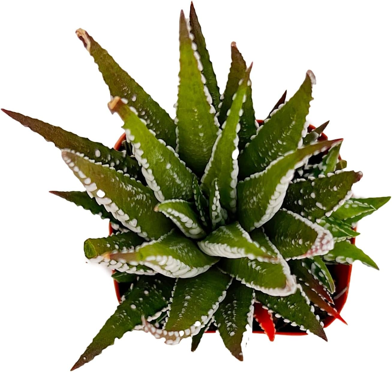 Sprout N Green Haworthiopsis fasciata 'Big Band', Live Succulent Fully Rooted in 2" Pots, Rare House Plant for Home Office Indoor Outdoor Wedding Decoration, DIY Projects, Party Favor