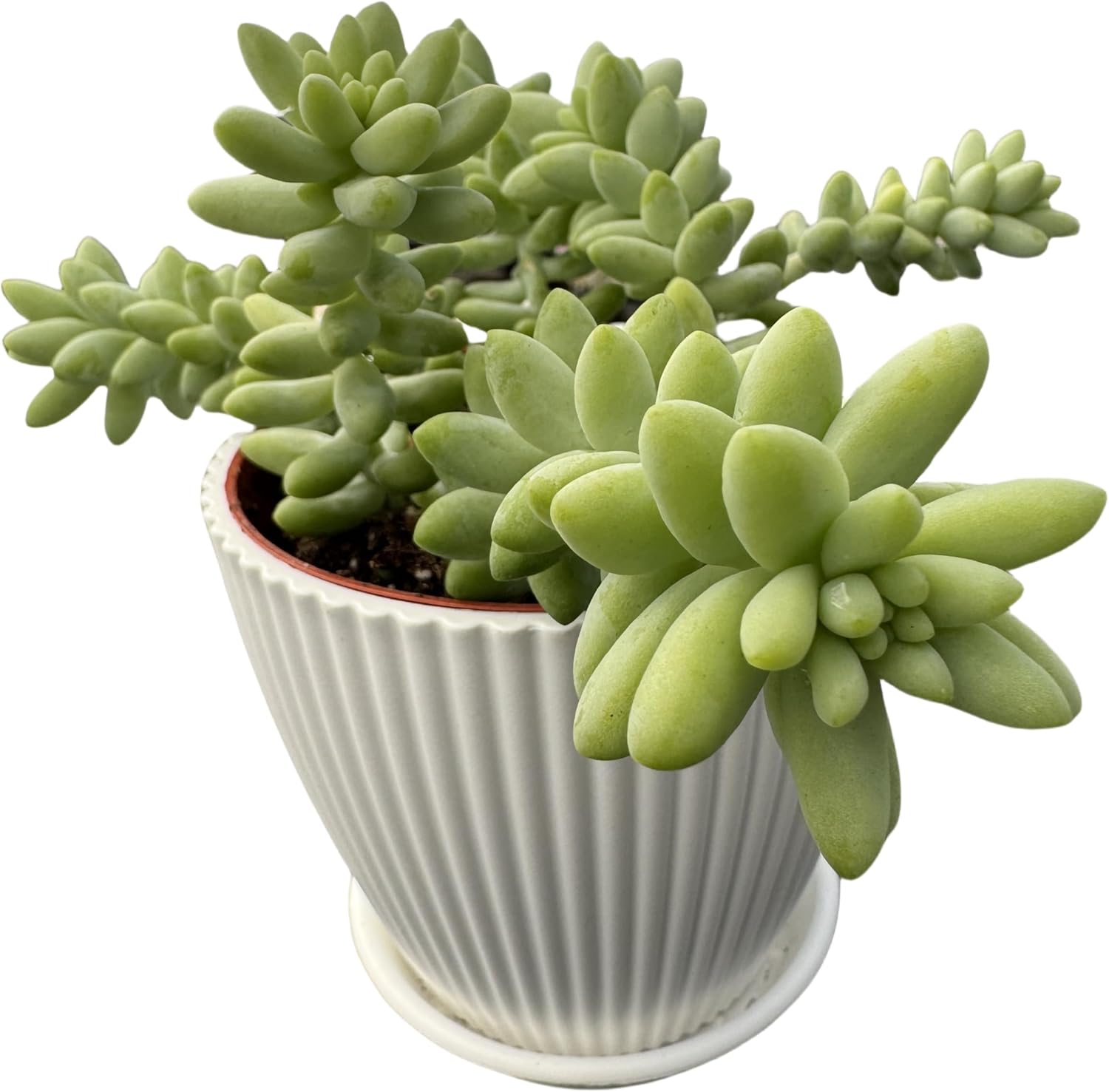 Donkey's Tail with 4" White Stripe Pot, Live Sedum Morganianum-Burro's Tail Succulent with Soil Mix, Rare House Plant for Home Office Wedding Indoor Outdoor Decoration, DIY Projects, Party Favor