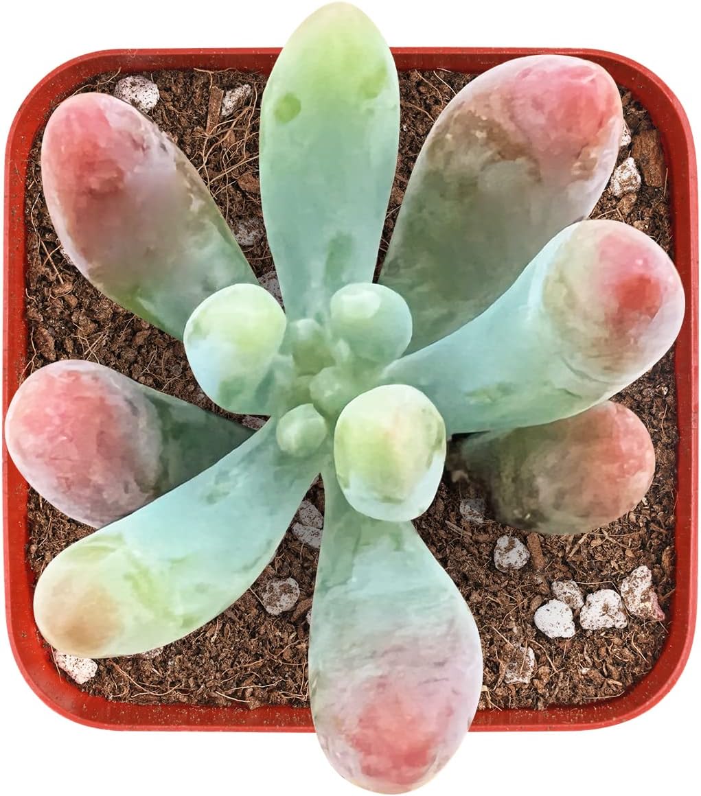 Sprout N Green Sedum corynephyllum Frod, 1 Live Mini Succulent Plant Fully Rooted in 2 inch Starter Pot, Real House Plant for Indoor Outdoor Home Office Wedding Decoration Party Favor