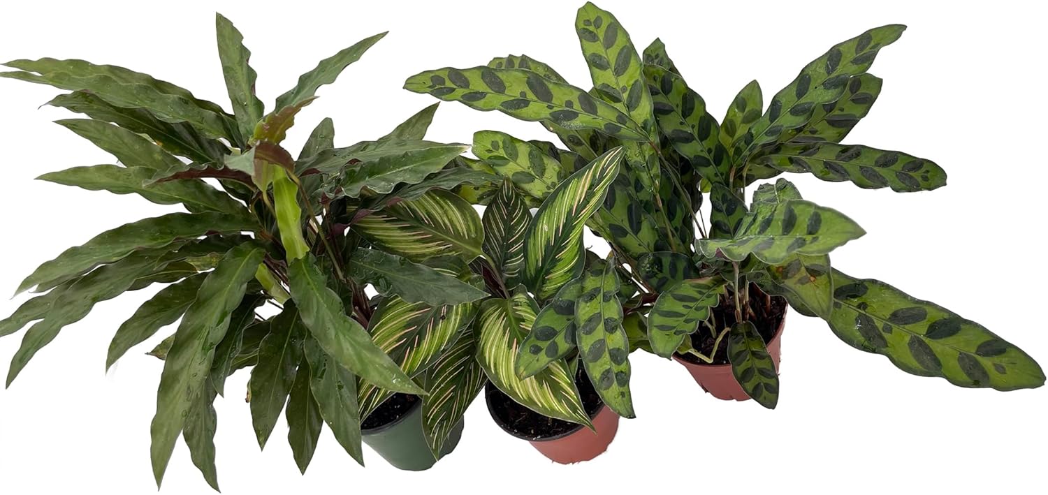Calathea Assortment - 3 Pack in 4" Pots