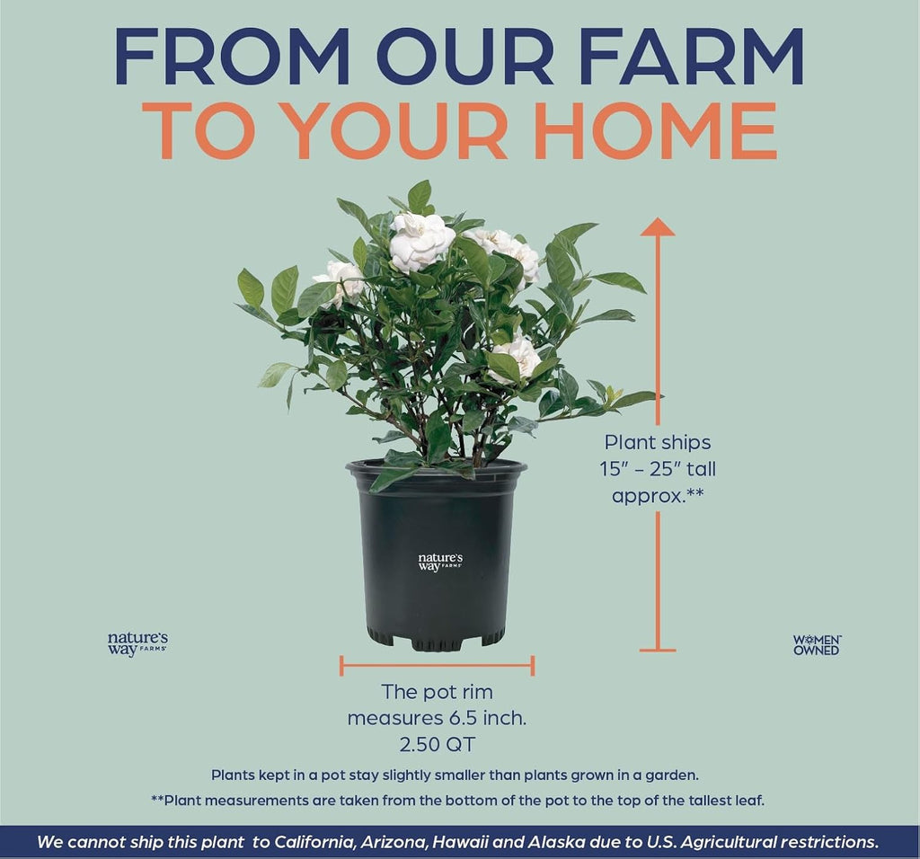 Nature’s Way Farms Gardenia Veitchii Fragrant Flowering Shrub (12-18in Tall) in Grower Pot
