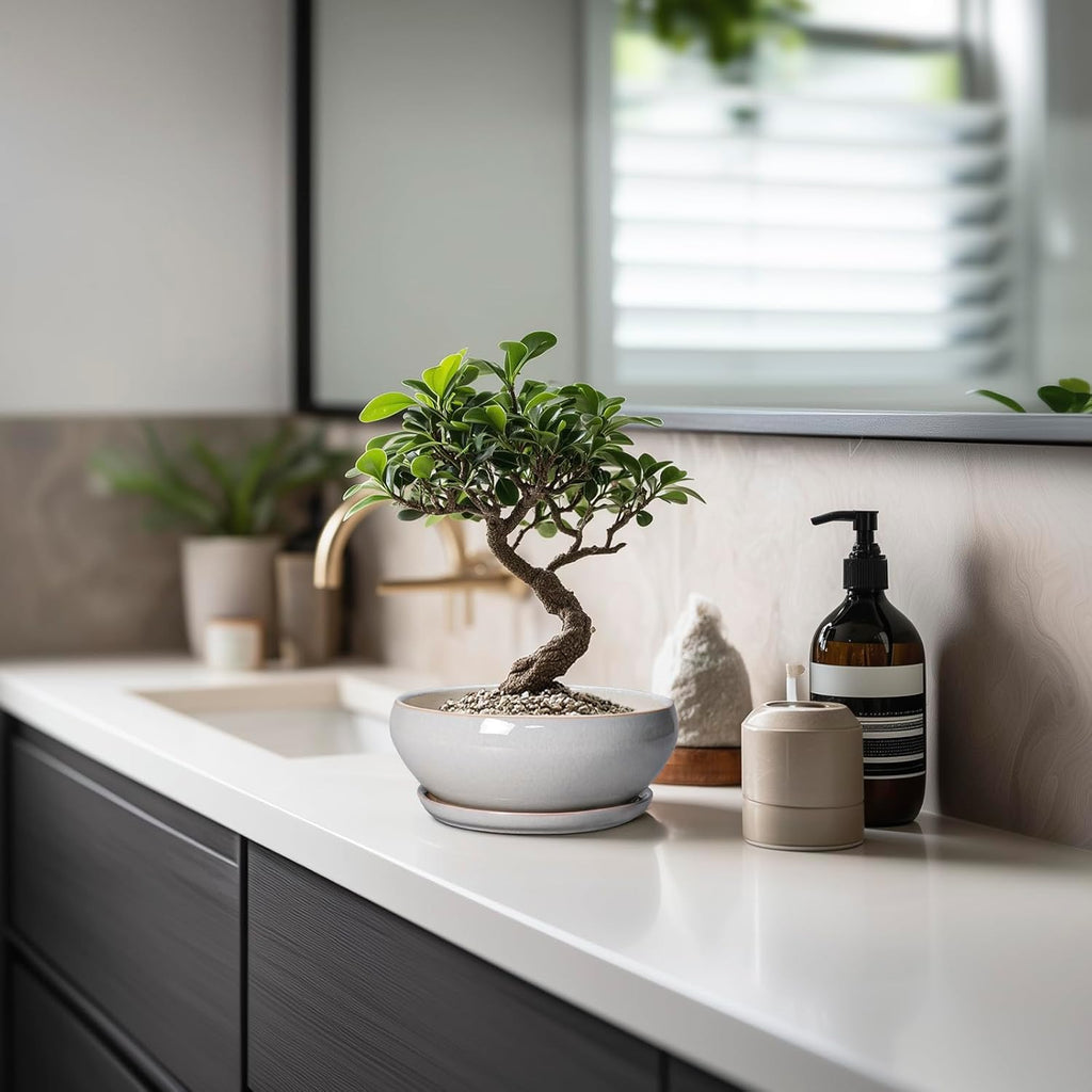 SQOWL Succulent Planters 6 Inch - Ceramic Bonsai Pots with Drainage Hole and Saucer, Shallow Planter for Indoor Plants Outdoor, Round Ceramic Pots for Plants Cactus, Room Decor, Garden Gifts, Gray