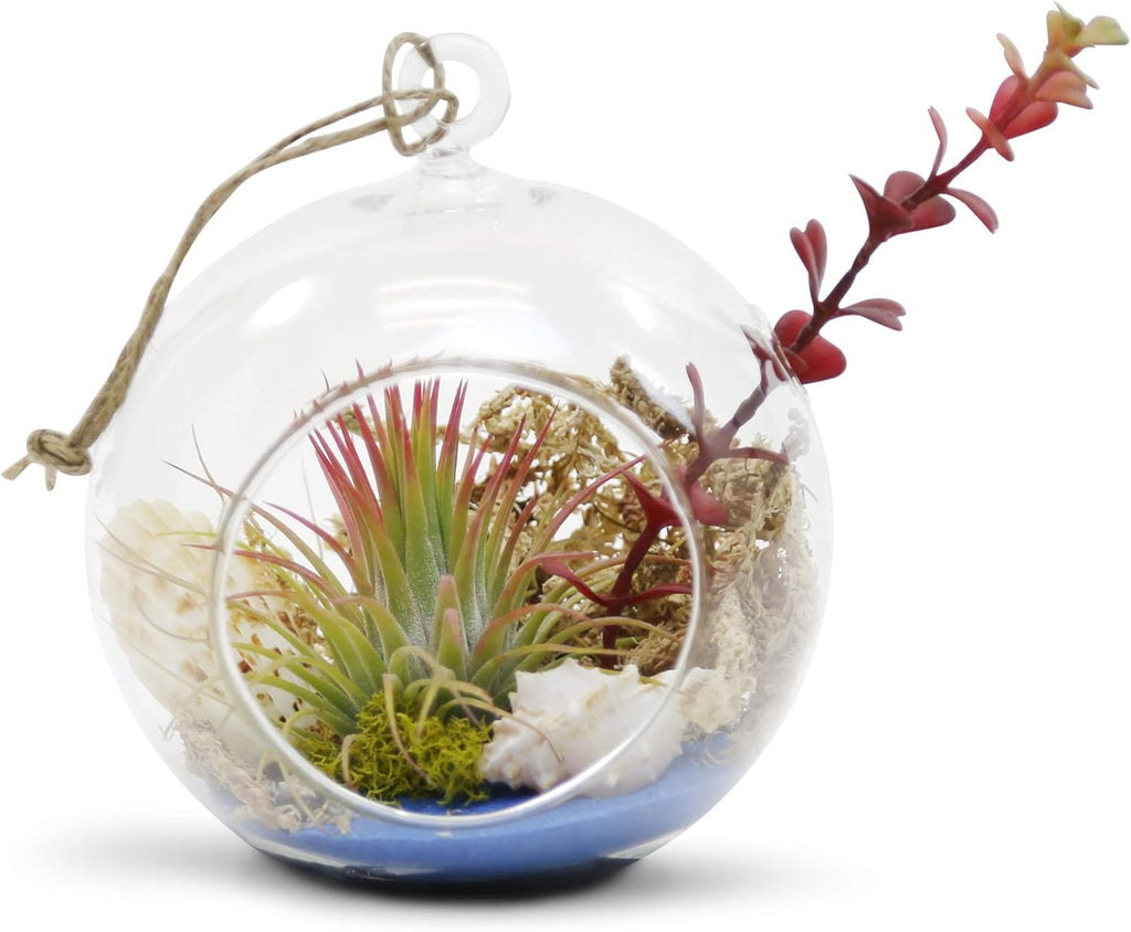 WGV Hanging Terrarium Globe, Width 5", Height 6", DIY Air Succulent Planter, Clear Glass Vase Orb with Flat Bottom, Candle Holder for Windowsill Outdoor Garden Decor, 6 Pieces Bulk