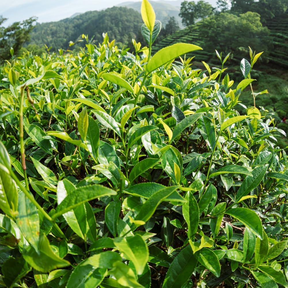 Camellia Sinensis Plants Live, Set 3 Plants, Live Tea Plant Tree from 5 to 7 Inches Tall