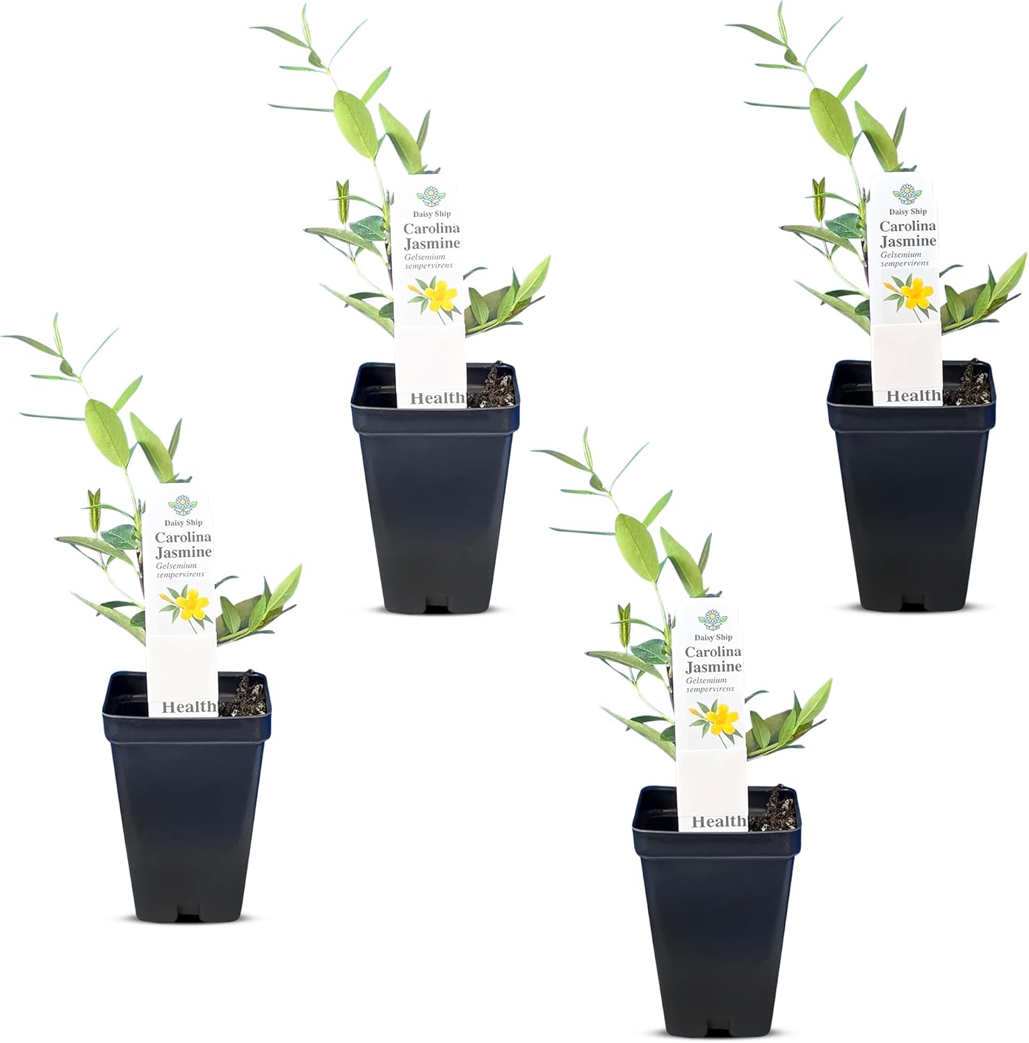 Carolina Jasmine Plant, Live Evergreen Vine, Fragrant Yellow Blooms, Fast Growing Climber for Trellis, Fences, or Arbors - Gelsemium sempervirens - 4 Cups