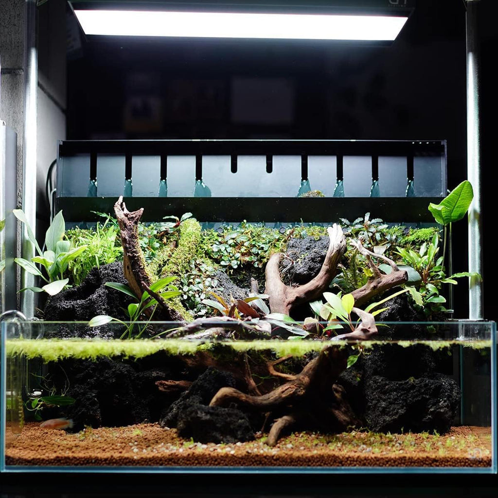 Anubias Live Aquarium Plants - Potted Freshwater Plant for Fish Tanks, Terrariums - Beginner Friendly Low Light (Congensis, 3 Pots)