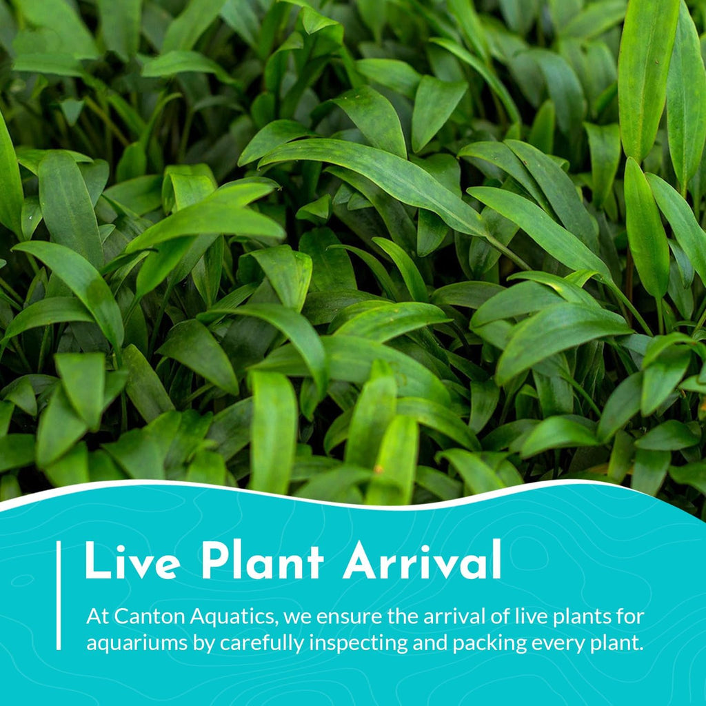 Cryptocoryne Crypt Lucens Small