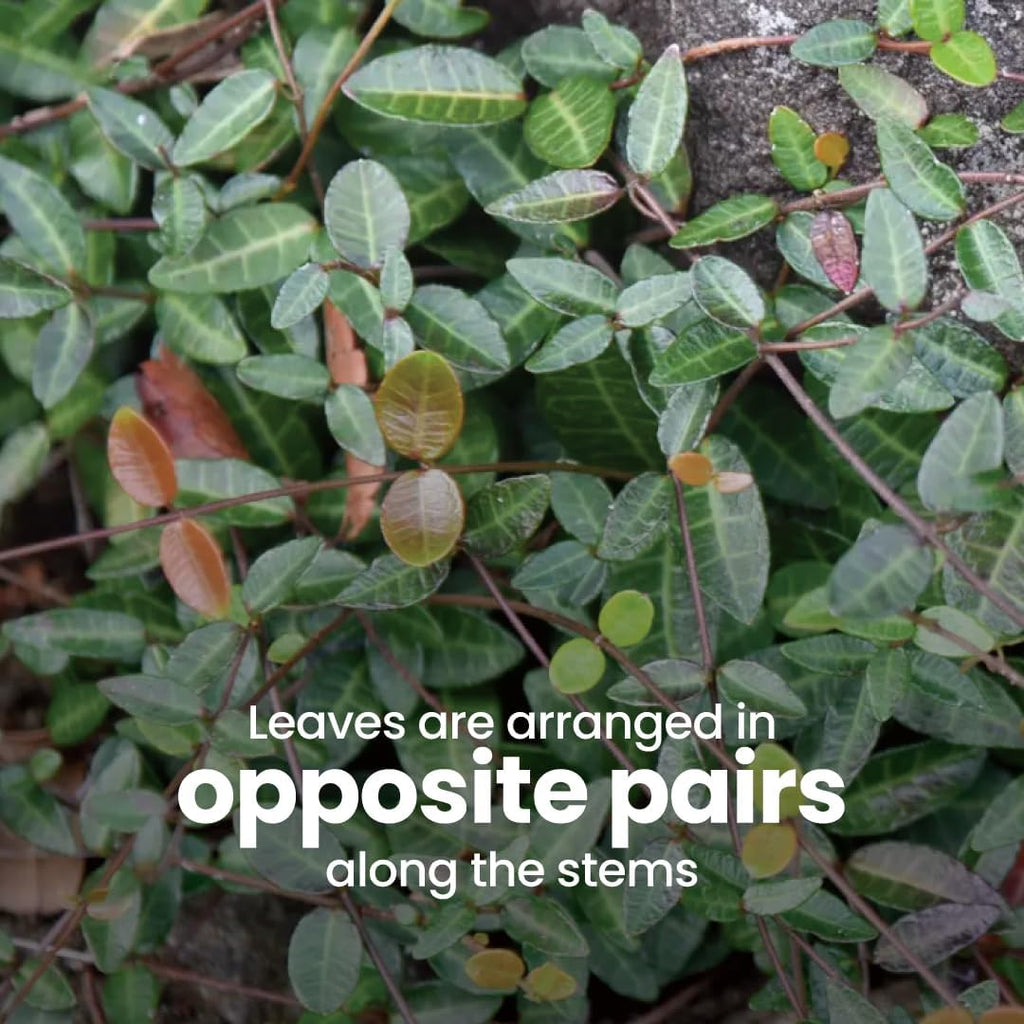 American Plant Exchange Asiatic Jasmine Minima – 6-Inch with Pot – Live Evergreen Groundcover Plant, Low Maintenance Greenery for Home, Garden Beds, or Landscape Borders