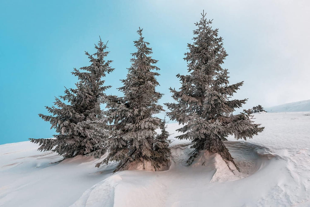 300+ Bonsai Tree Seeds – 10 Popular Varieties of Non GMO Heirloom Bonsai Seeds Red Maple, elm Tree, Blue Spruce, Black Spruce, Black Pine, Wisteria, Sakura, Flame Tree, Bauhinia, Dawn Redwood