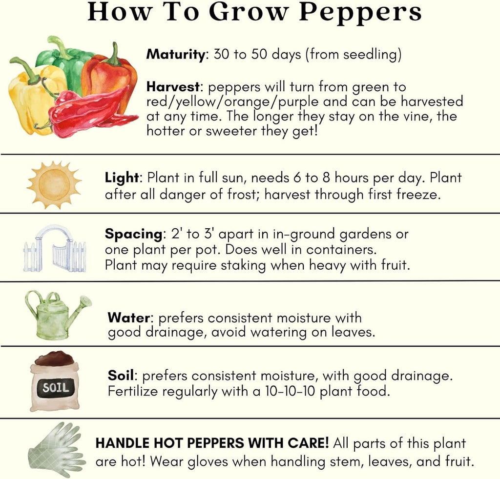 Clovers Garden Serrano Pepper Plants– Two (2) Live Plants – Non-GMO - Not Seeds - Each 4" to 8" Tall – in 4" Inch Pots – 20K SHU, Small Fruits