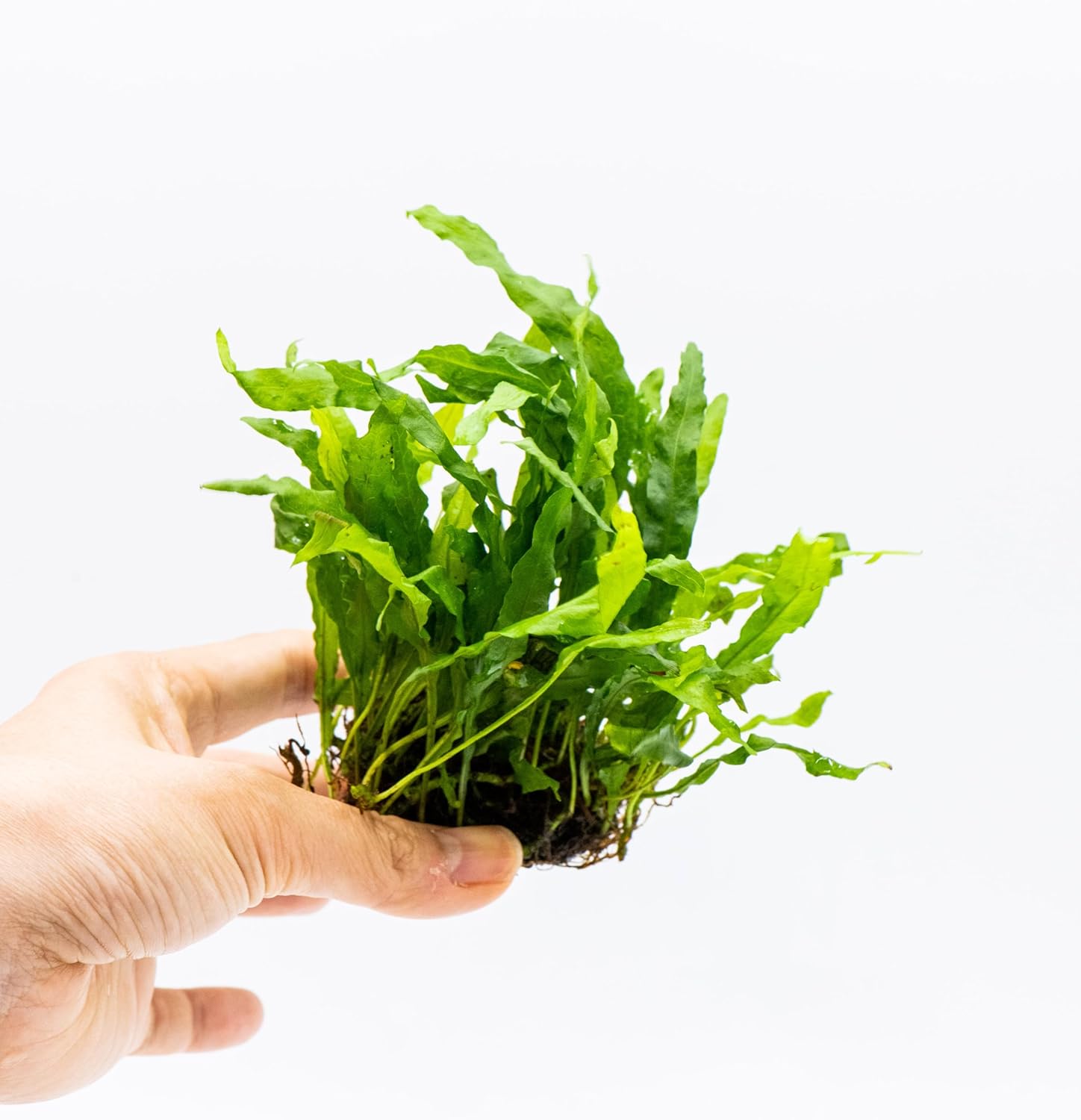 Java Fern Live Aquarium Plants – Windelov, Narrow Leaf & More– Easy Aquascaping Plants for Freshwater Tanks, Low Light, No CO₂ (Java Fern 'Microsorum Nymph' on Nutripad)