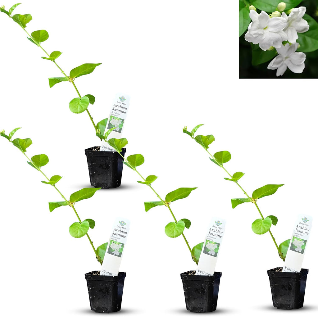 Arabian Jasmine (Jasminum Sambac) - Live, Fragrant, Blooming, Indoor/Outdoor Decorative Plant (4 Arab jas Cups)