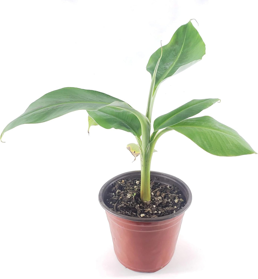 Dwarf Cavendish Banana Plant (Musa acuminata 'Dwarf Cavendish') - Indoor/Outdoor Edible Fruit Tree - Fast Growing, Grows Up to 7 Feet Tall