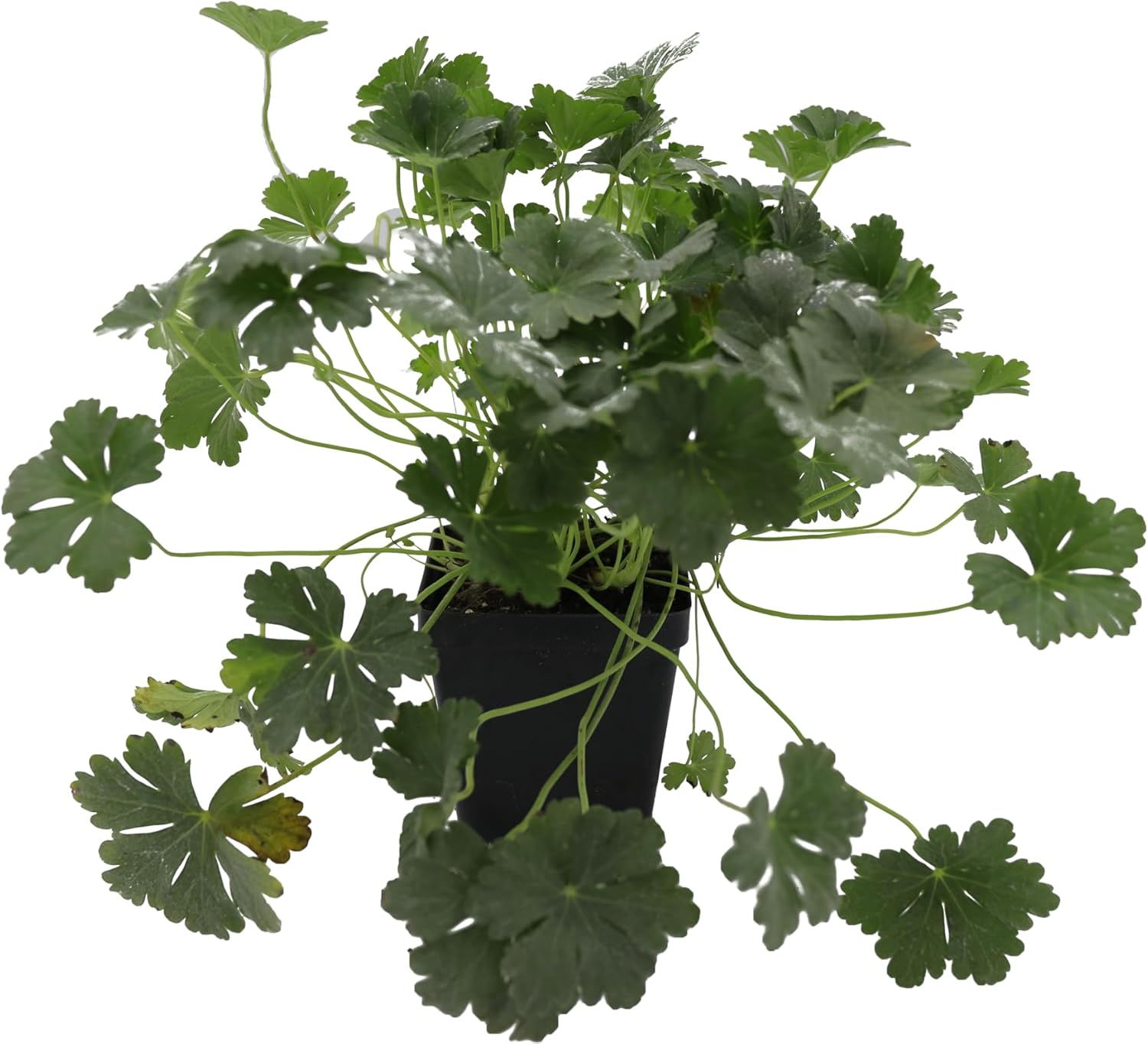 Greenwood Nursery: Live Perennial Plants - 'Biokovo' Cranesbill + Geranium x Cantabrigiense - [Qty: 5X Pint Pots] - (Click for Other Available Plants/Quantities)