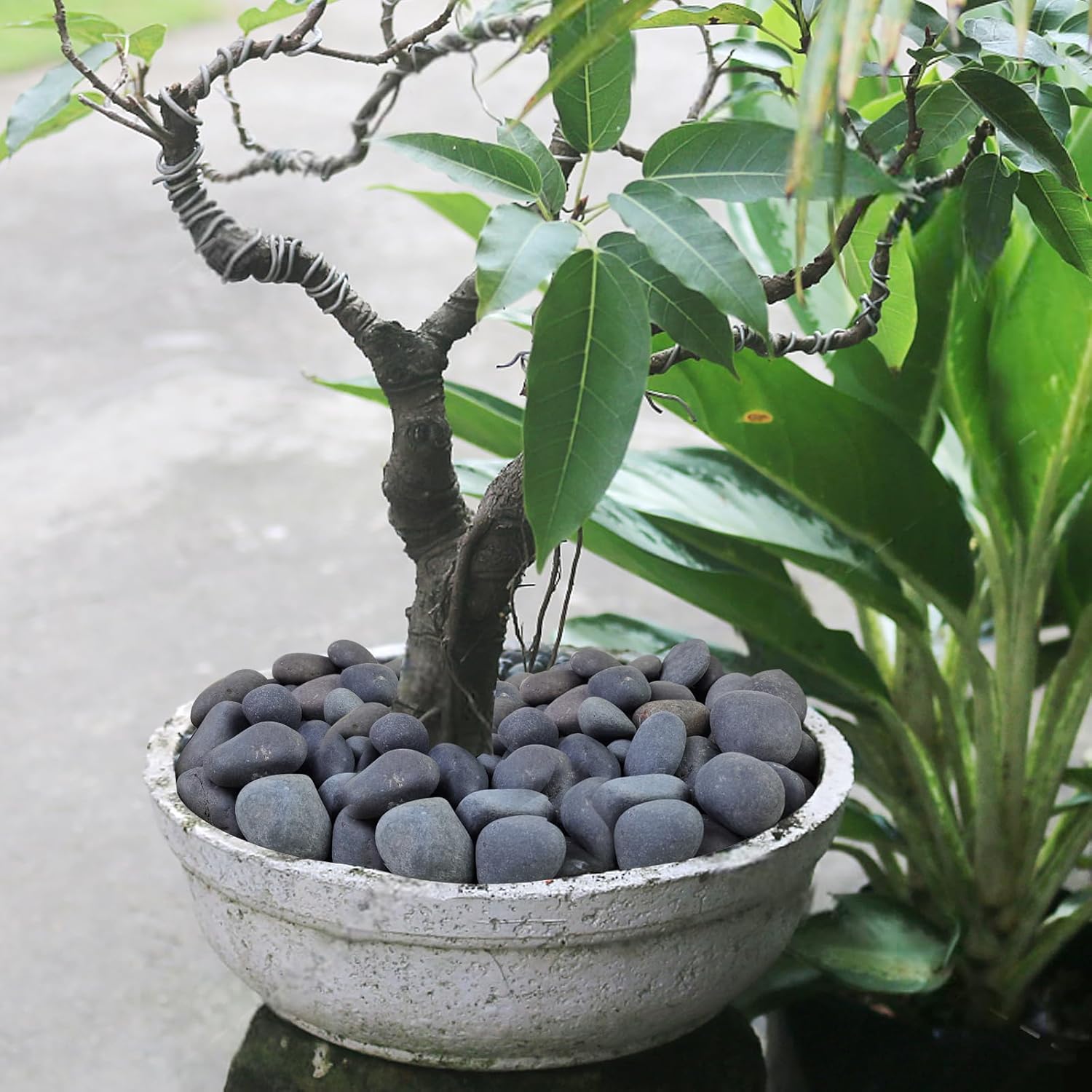 Black River Rocks for Landscaping, 3-4 Inch Premium Pebbles for Plants and Garden, Black Stones for Potted Plants, Fish Tanks, DIY Pathway and Backyard,Crafts, Walkways(40lbs Bulk)