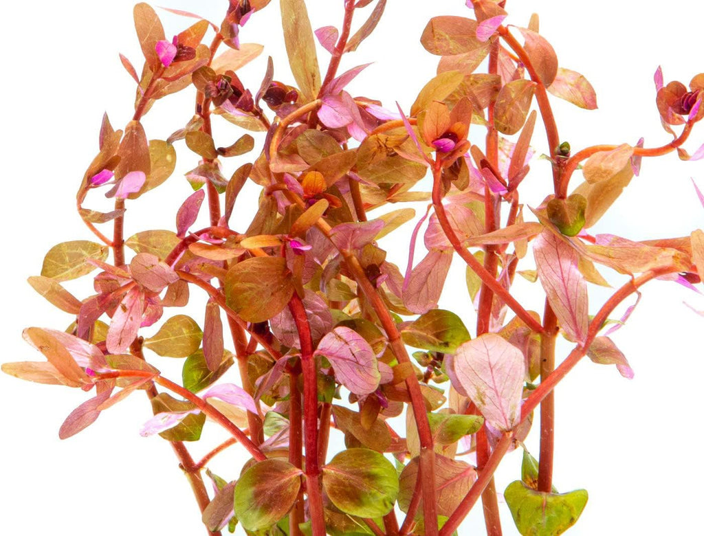 Live Aquarium Red Stem Plants - Freshwater Aquatic Plant for Fish Tanks, Aquascaping - (Rotala Wallichii, 1 Bunch)