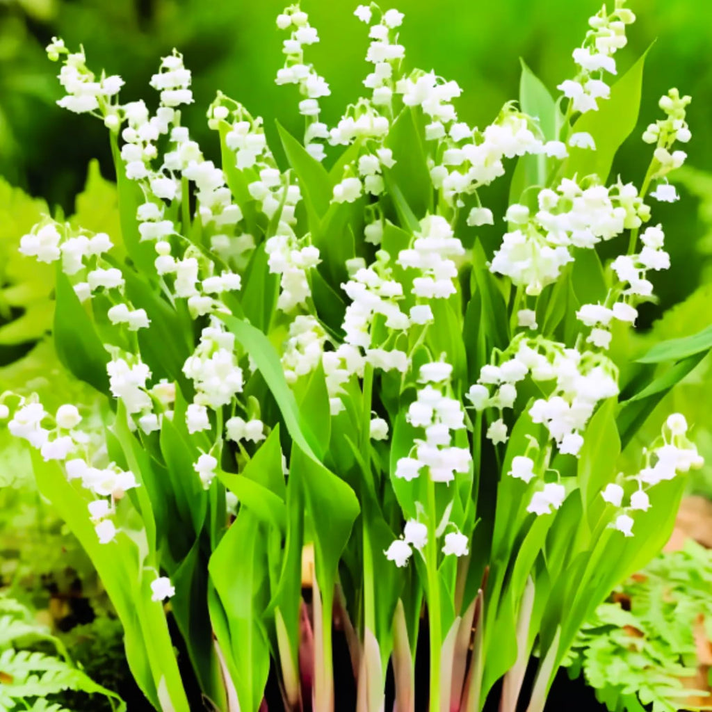 10 Lily of The Valley Flower Bulbs, White Lilies of The Valley Bare Roots for Planting, Outdoor Indoor Flowering Plants
