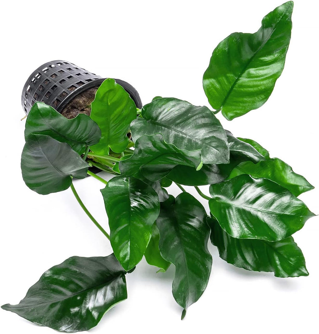 Anubias Live Aquarium Plants - Potted Freshwater Plant for Fish Tanks, Terrariums - Beginner Friendly Low Light (Nana, Mother Plant)