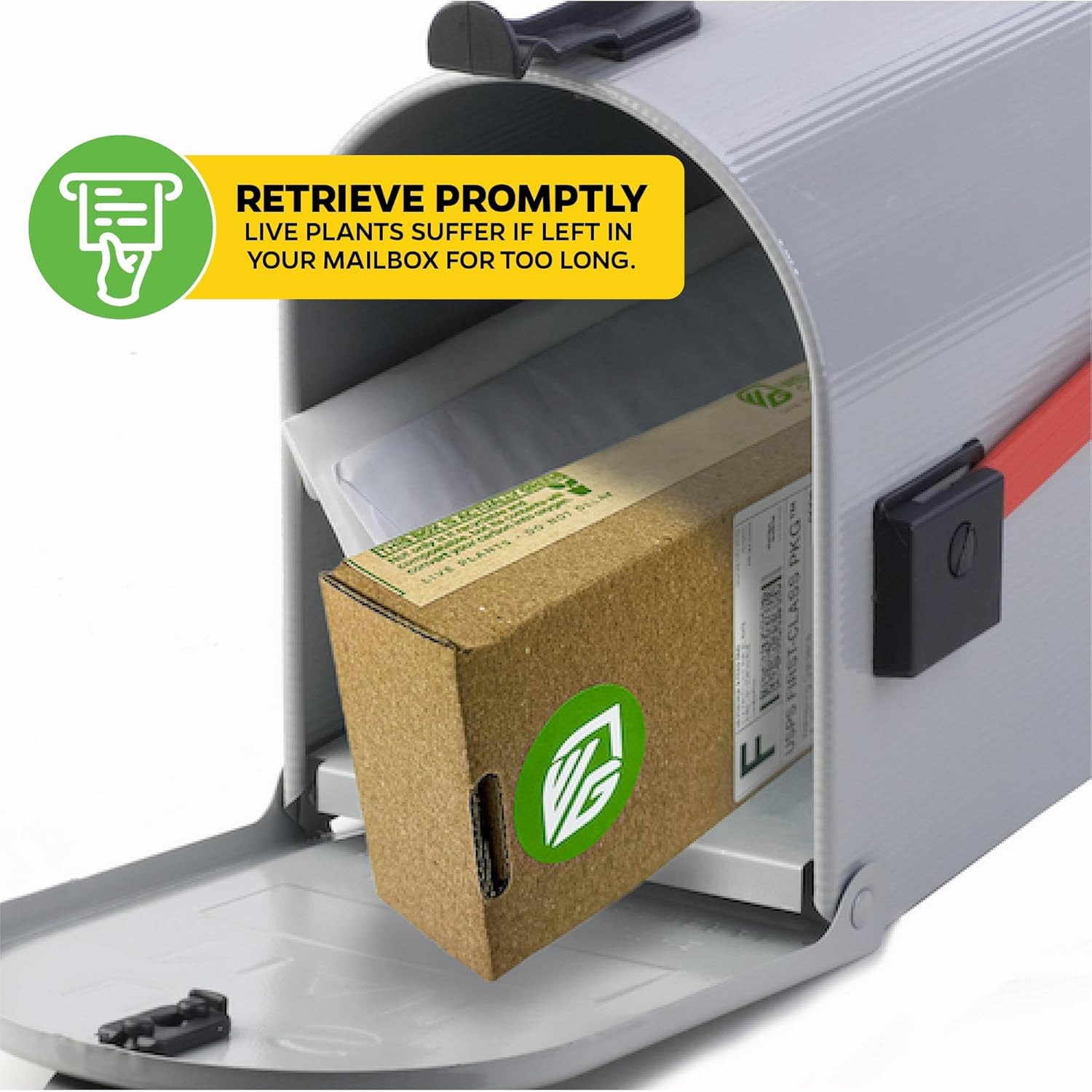 Alata Pitcher Plant - Nepenthes Live Carnivorous Plant by Wellspring Gardens - Easy to Grow Starter Bulbs Great for Nature Lovers & Gardeners - Outdoor & Indoor Aquatic Planting