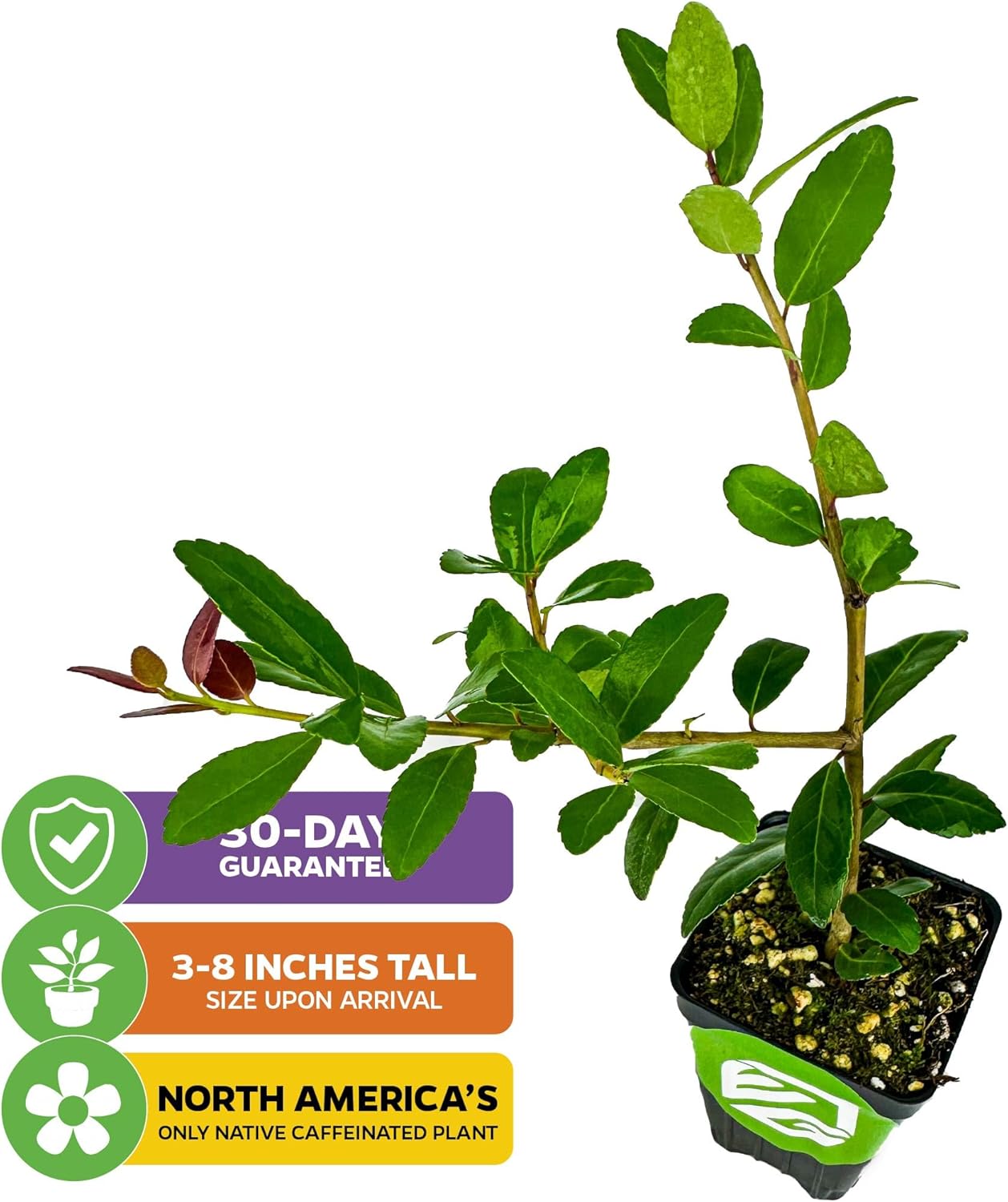 Dwarf Yaupon Holly Live Plant - Ilex by Wellspring Gardens - Caffeinated Tea Starter Plant - Outdoor Shrub Collection Garden and Landscape Decor - Perfect for Landscaping with Dwarf Shrubs and Bushes