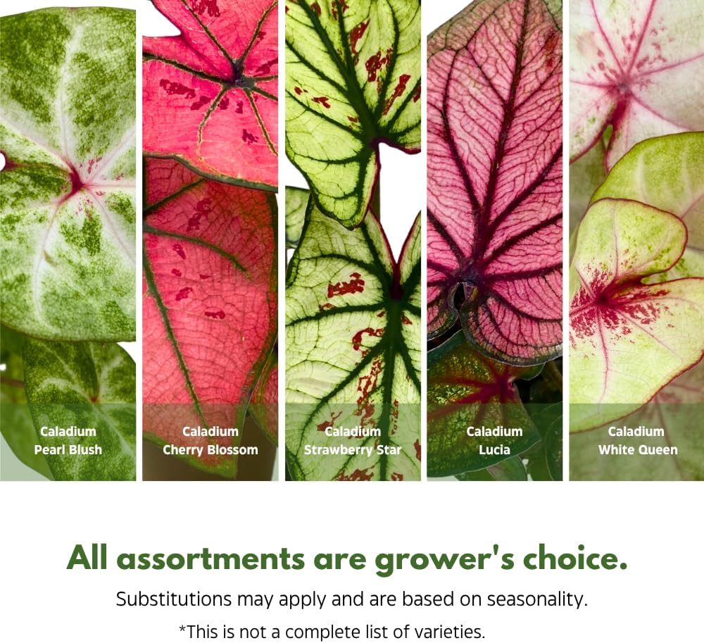 BubbleBlooms Caladium Assortment in 2 inch Pots Set of 3