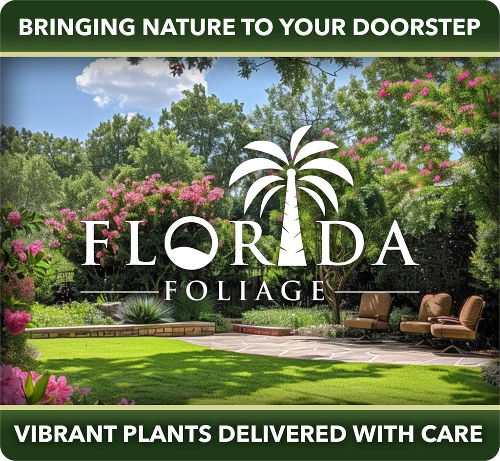 Podocarpus Macrophyllus Japanese Yew | 3 Live Plants | Podocarpus macrophyllus | Privacy Hedge Shrub | Evergreen Landscaping Plants for Gardens & Borders