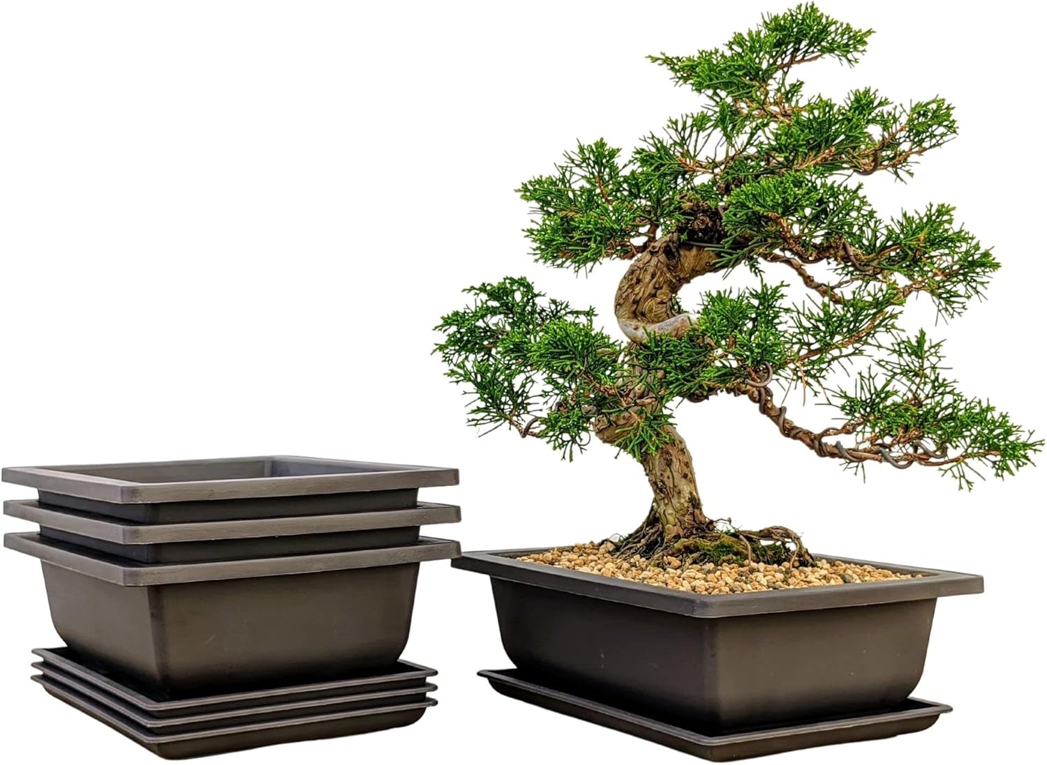 Bonsai Outlet Training Pots with Humidity Trays - Built in Mesh, Brown 8-Inch Large Planters + Made from Durable Shatter Proof Poly-Resin, Set of 3 Pot Set