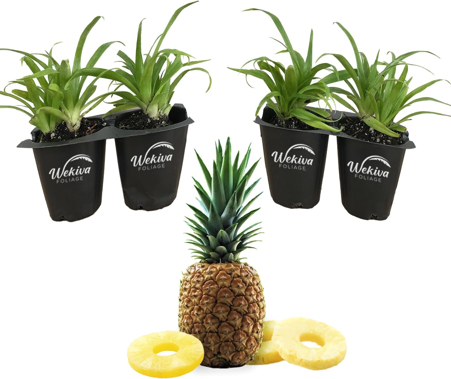 White Jade Pineapple Plant - 4 Live Starter Plants - Ananas Comosus - Edible and Fruit Bearing for Patio and Garden