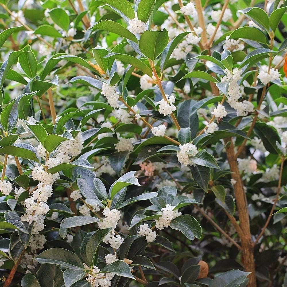 Fragrant Tea Olive | 3 Live Gallon Size Plants | Osmanthus fragrans | Ideal for Gardens & Landscaping | Easy-to-Grow Evergreen Shrub | Delightful Sweet Scent | Decorative & Versatile