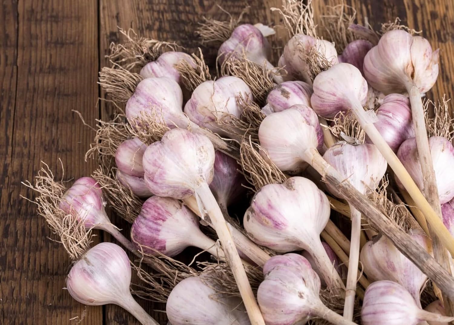 5 Pack of Fresh Purple Garlic Bulb - Great for Planting and Growing OR Eating by Greenhouse PCA