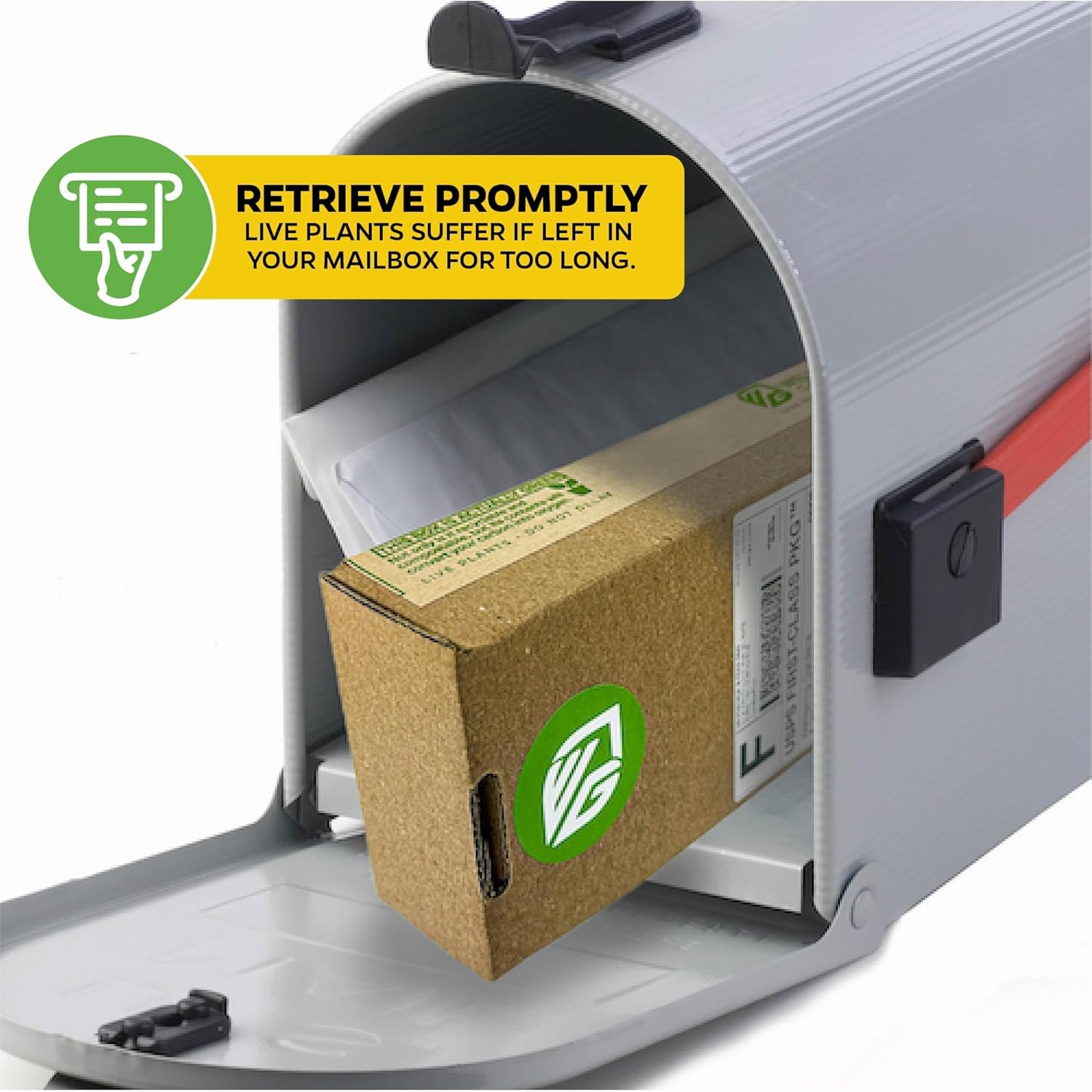 Vanilla Bean Orchid Live Plant (3-Pack) - Vanilla planifolia by Wellspring Gardens - Fragrant Vanilla Beans, Versatile Vine, Tropical Elegance, Aromatic Treasure - Vanilla Bean Starter Plant