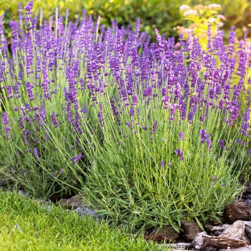 Pack 2 Extreme Fragrant Lavender Live Plants, Perennial Purple Lavender Flowers Shrubs, Fragrant Flower Herb for Planting 4-8 Inch