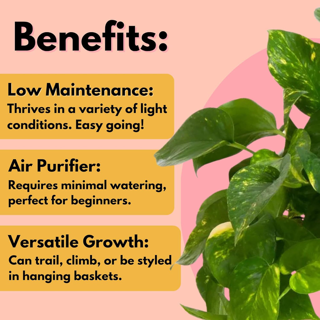 United Nursery Golden Pothos Totem – 10-Inch Pot – 38–42” Tall – Indoor Climbing Houseplant with Heart-Shaped Variegated Leaves – Easy-Care, Air-Purifying Tropical Plant for Home or Office Decor