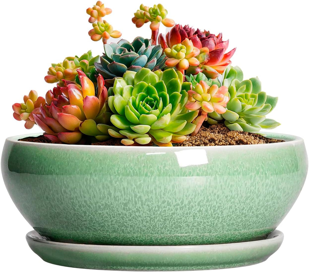 SQOWL Succulent Pots 6 Inch - Ceramic Bonsai Planter for Indoor Plants Outdoor, Shallow Planter with Drainage Hole and Tray, Round Planters for Cactus Flower, Office Decor, Gardening Gifts, Green