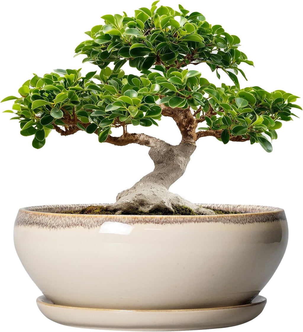 SQOWL Bonsai Pots 12 Inch - Large Ceramic Succulent Planters, Shallow Planter with Drainage Hole and Saucer, Round Bowl Planter for Indoor Outdoor Plants, Home Decor, Plant Lover Gifts, Beige