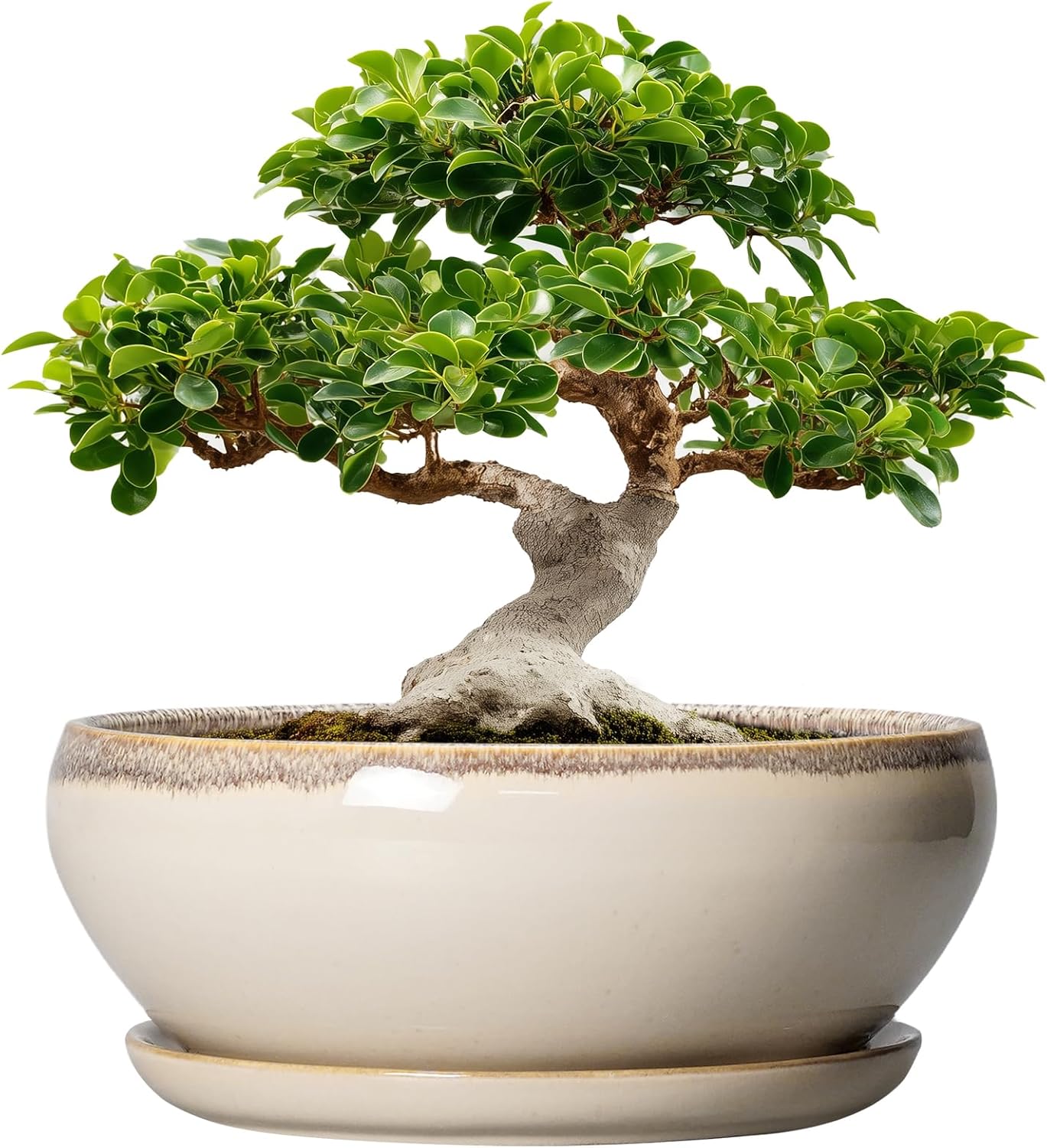 SQOWL Bonsai Pots 12 Inch - Large Ceramic Succulent Planters, Shallow Planter with Drainage Hole and Saucer, Round Bowl Planter for Indoor Outdoor Plants, Home Decor, Plant Lover Gifts, Beige