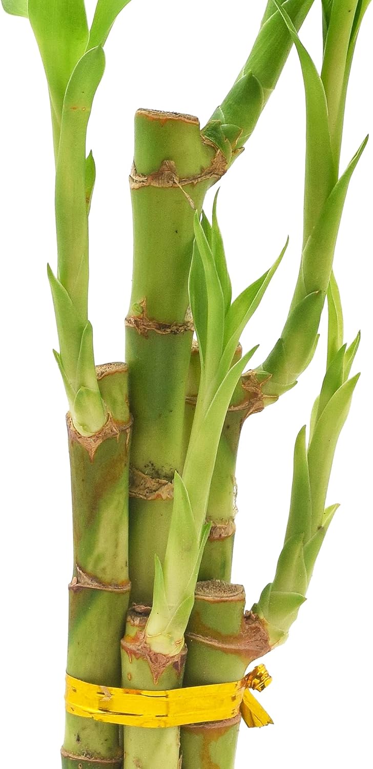 5-Stem Lucky Bamboo, Live Indoor Plant in Dimension II Ceramic Planter for Home, Work, or Gift, White. ***Cannot Ship to Hawaii***