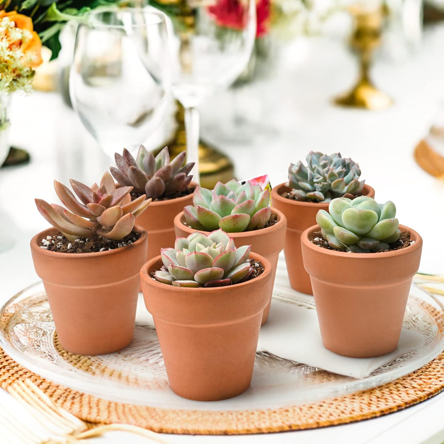 Succulent Plants (6 Pack), Live Succulents Fully Rooted in 2" Pots with Soil, Unique Potted House Plants for DIY, Home Decor, Wedding Party Favor Gift, Easy to Grow (Common Varieties)