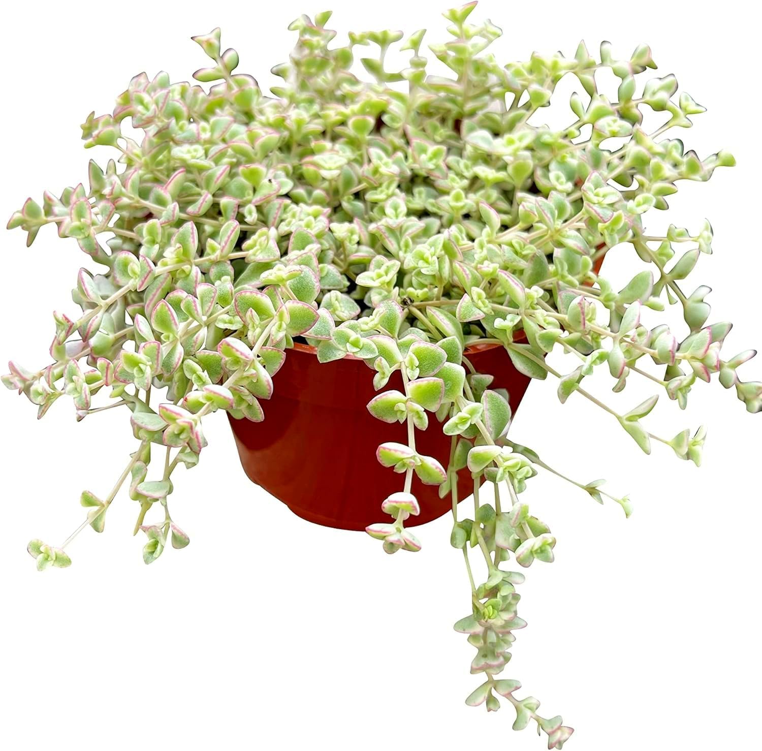 Live Succulent 4" Sedum Little Missy Variegated, Succulents Plants Live, Succulent Plants Fully Rooted, House Plant for Home Office Decoration, DIY Projects, Party Favor Gift by The Succulent Cult